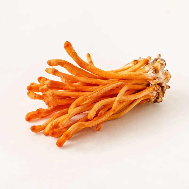 Cordyceps-Pilze