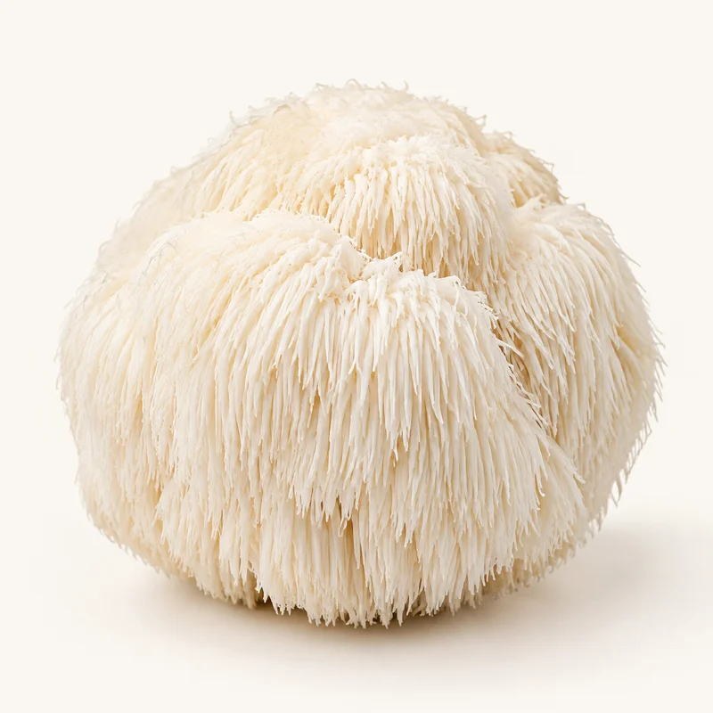 Lion's-Mane-Pilz
