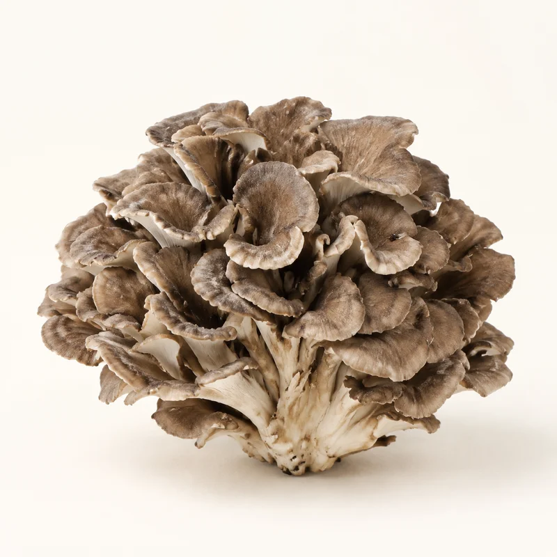 Maitake