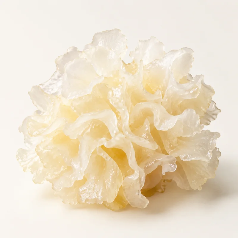 Tremella